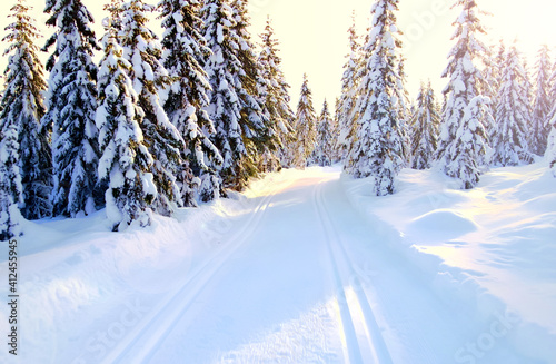 Cross country skiing slopes running through an idyllic winter forest with snow capped trees on a sunny afternoon. High quality photo