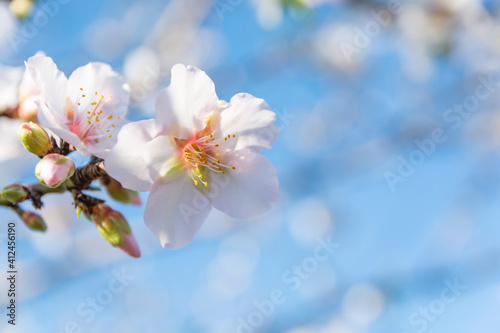 Almond blossom in early spring, close-up. Blurred soft blue background. Copy space.