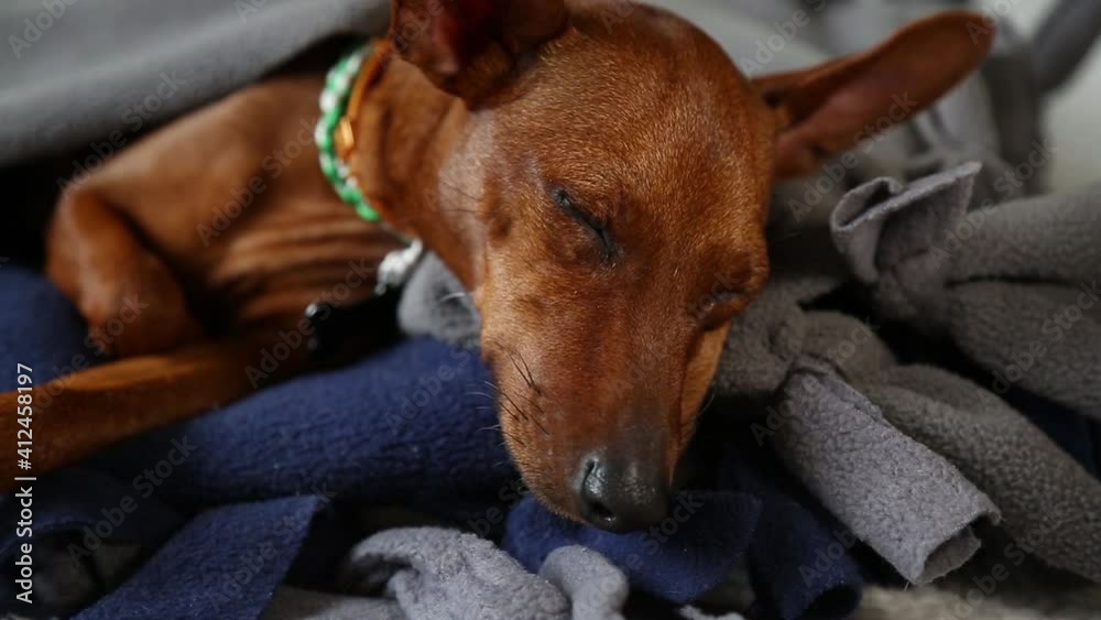 The dog sleeps in its place. The pet is fast asleep. Close-up. The dog sleeps in its place. The pet is fast asleep. Close-up.