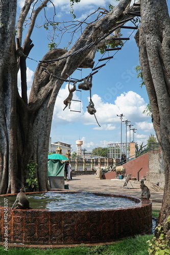 Thailand, Lopburi city. Bathing monkeys.