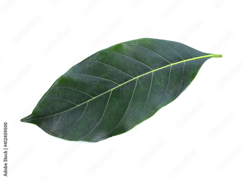 Fototapeta premium section of jackfruit isolated on white background