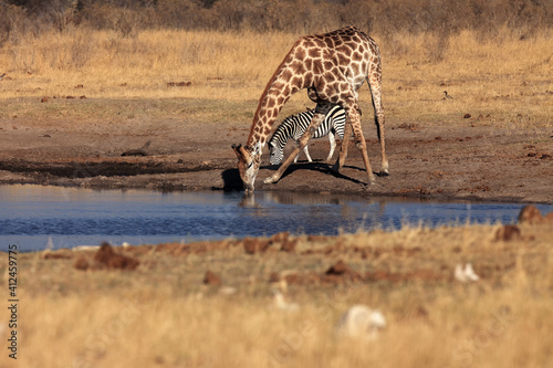 The giraffe,  South African giraffe or Cape giraffe (Giraffa camelopardalis giraffa) drinking from the waterhole.Zebra and giraffe drinking together at the waterhole in Africa in the morning light.