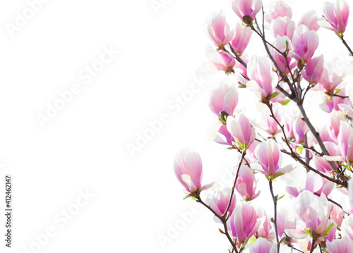  Branches with  beautiful  light pink Magnolia flowers isolated on white background. Floral border.  Selective focus.