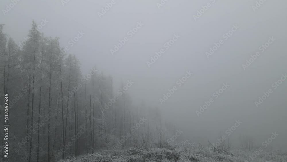 Winterliche Stimmung und Schneefall auf Waldlichtung Winterliche Stimmung und Schneefall auf Waldlichtung