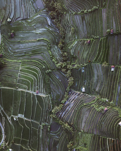 Aerial view of the Jatiluwih rice terraces at sunrise. The object of the UNESCO world heritage rice terraces Jatiluwih. Bali, Indonesia. photo