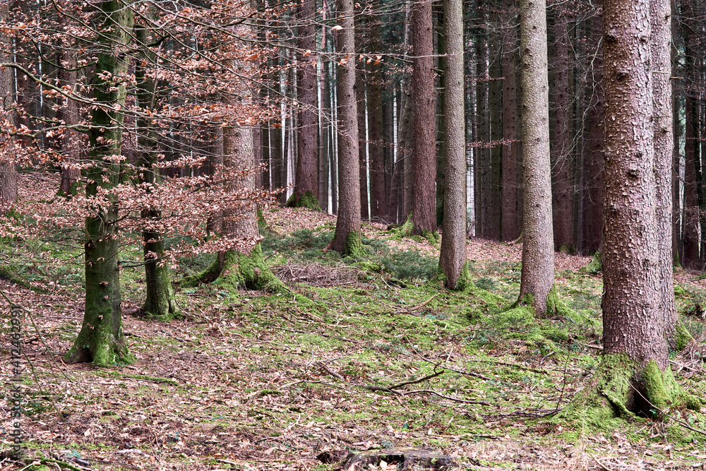 A tree in the forest with reddish brown leaves A tree in the forest with reddish brown leaves