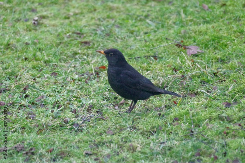 Amsel Amsel