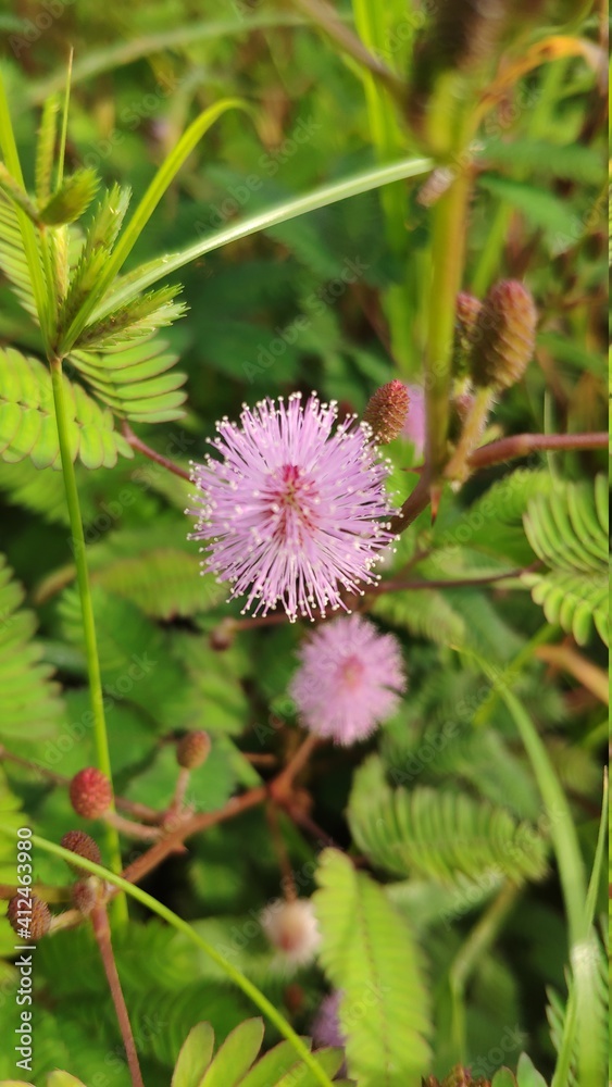 Mimosa Pudica atau bunga Putri Malu Mimosa Pudica atau bunga Putri Malu