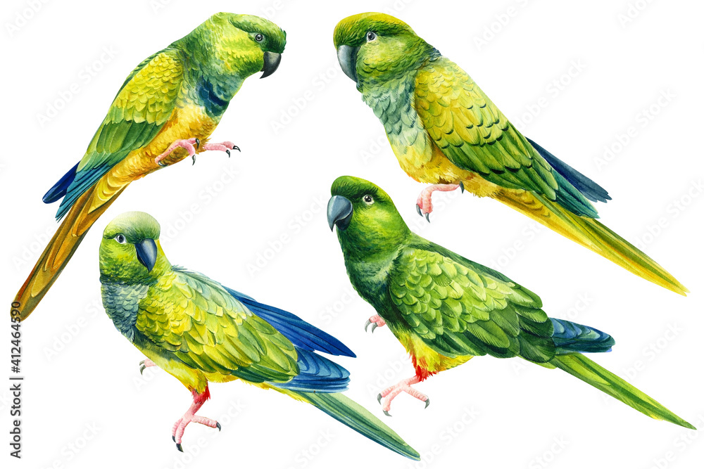 Obraz Set green tropical parrots drawing in watercolor, tropical birds, exotic wildlife
