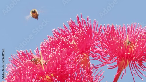 Honey bee pollinating flowering gum tree flower. Myrtle family tree. Australia.