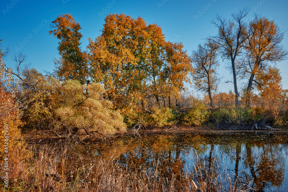 autumn forest and lake in russia