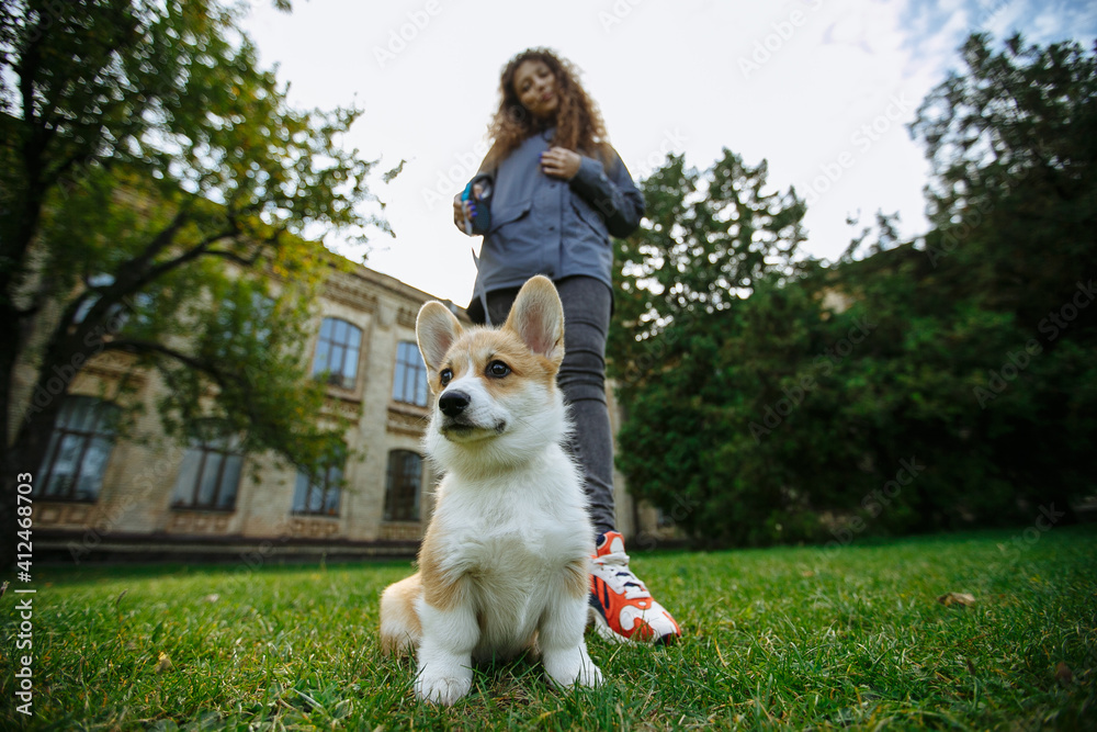 small dog close-up on the background of its owner small dog close-up on the background of its owner