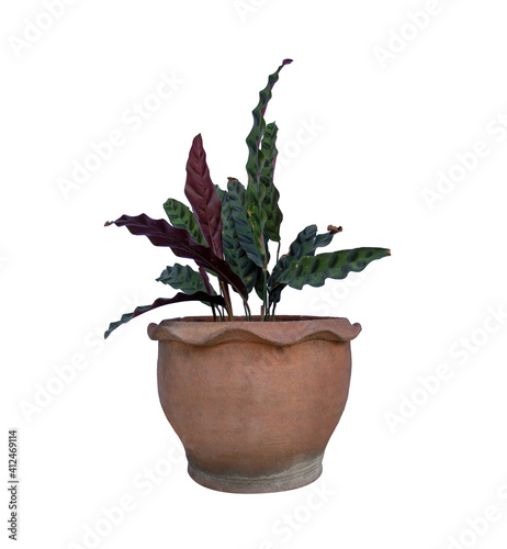 MARANTACEAE,  Calathea lancifolia Boom in a pot, Ornamental plants, home decoration plants Isolated on White Background.