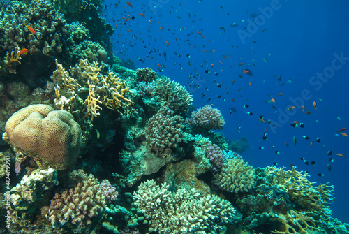 Fototapeta Naklejka Na Ścianę i Meble -  Underwater World. Coral fish and reefs of the Red Sea. Egypt