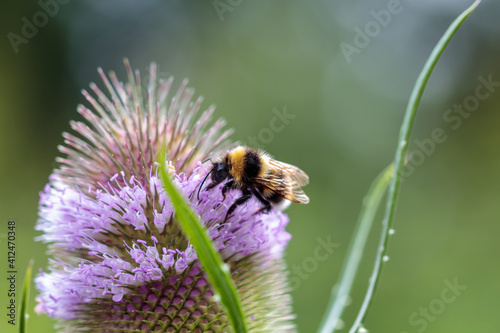 Hummel auf blühender Distel, Dipsacus fullonum; Wilde Karde