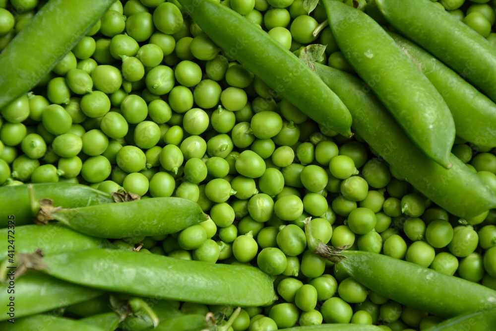 Green pea background. Pea pods from farmland. Pea freshly picked. Organic fresh vegetables. Healthy eating. Country garden harvest. Green pea background. Pea pods from farmland. Pea freshly picked. Organic fresh vegetables. Healthy eating. Country garden harvest.