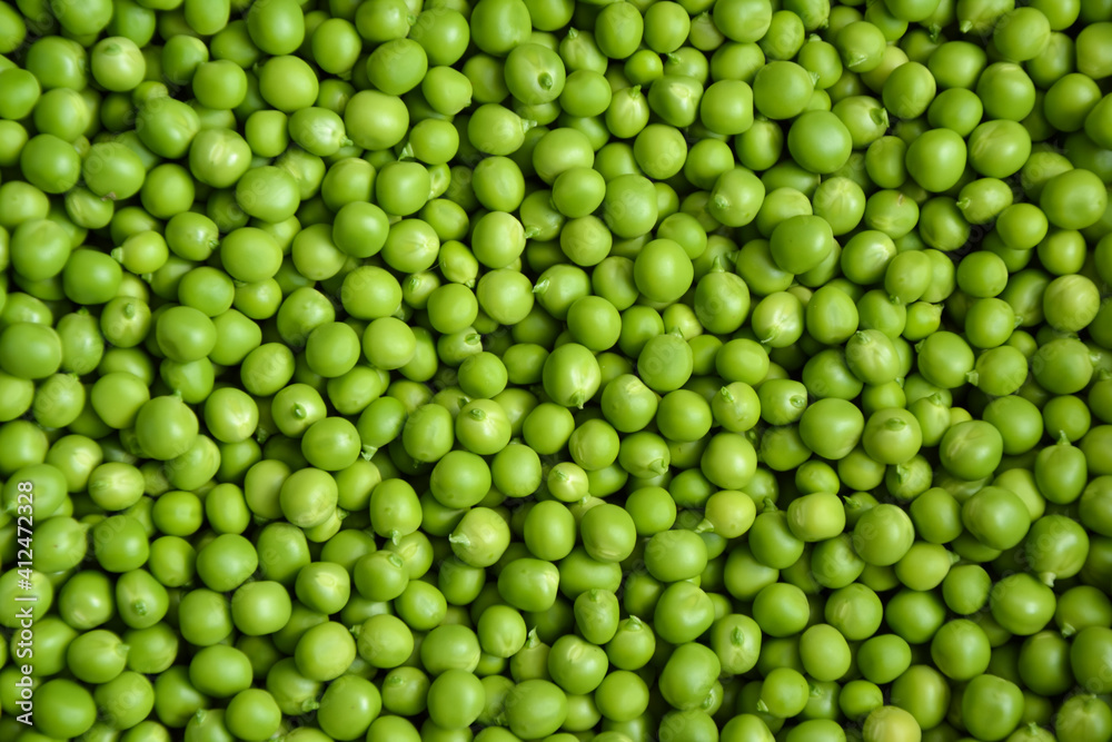 Green pea background. Pea pods from farmland. Pea freshly picked. Organic fresh vegetables. Healthy eating. Country garden harvest. Green pea background. Pea pods from farmland. Pea freshly picked. Organic fresh vegetables. Healthy eating. Country garden harvest.