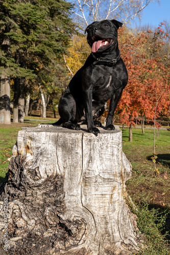 Beautiful dog of Staffordshire Bull Terrier breed, black color, smiling face, tongue out, happy look, sitting on the stump on autumn park background with yellow and red leaves. Outdoors, copy space. photo