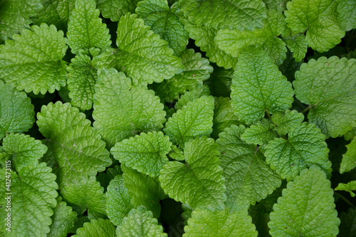 Melissa plant. Lemon balm in the garden. Countryside nature. Organic agriculture. Melissa foliage in the wild nature. Herb tea flavor. Village yard herbs. photo