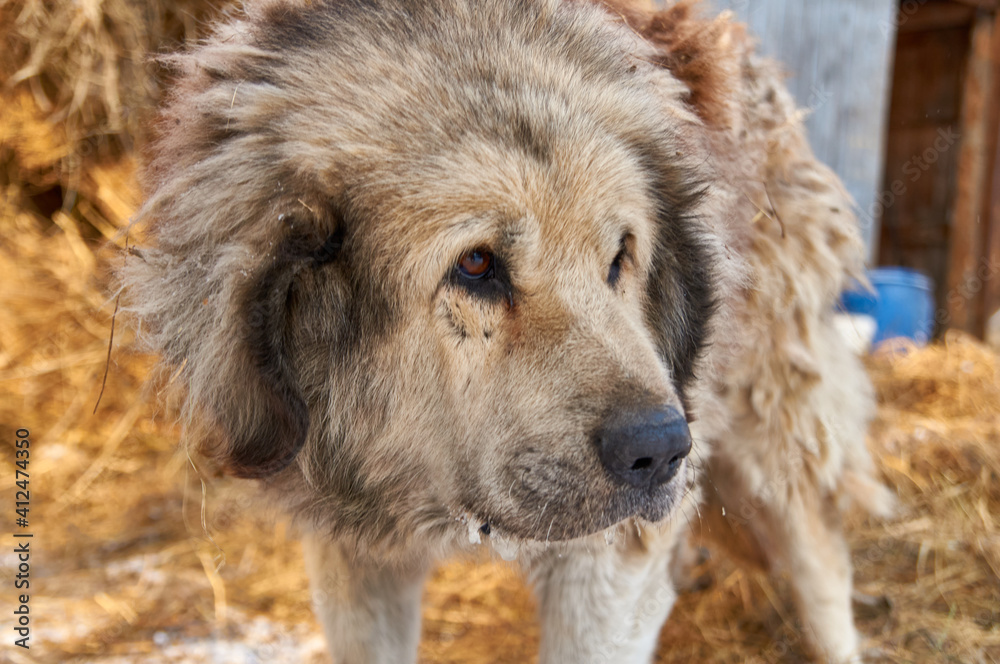 Fototapeta premium A dog with sad eyes. the guard of the nursery with a variety of animals