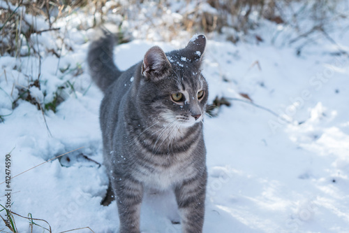 Cat with snow on his face in snowy forest 
