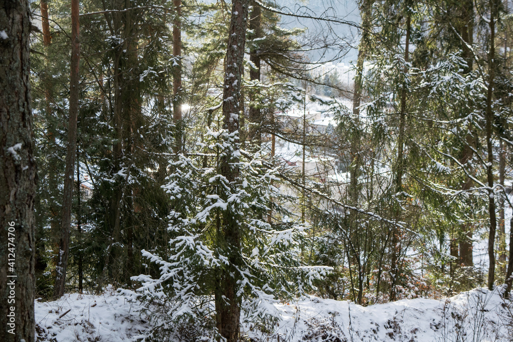 Snow on trees in forest Snow on trees in forest