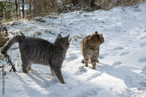 Cats in snow in forest