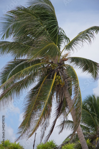 Hojas de palmera agitadas por el viento en una playa del Carmen en Mexico