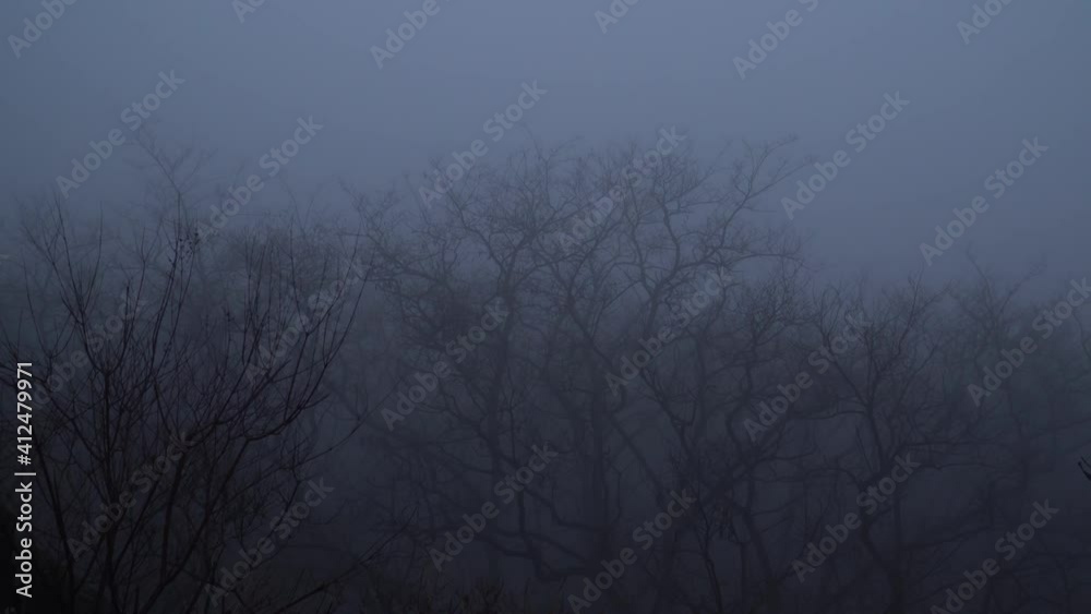 The desolate scene of a row of dead trees in the heavy fog