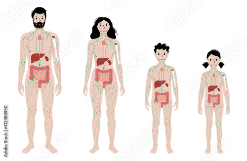 Lymphatic system in human body