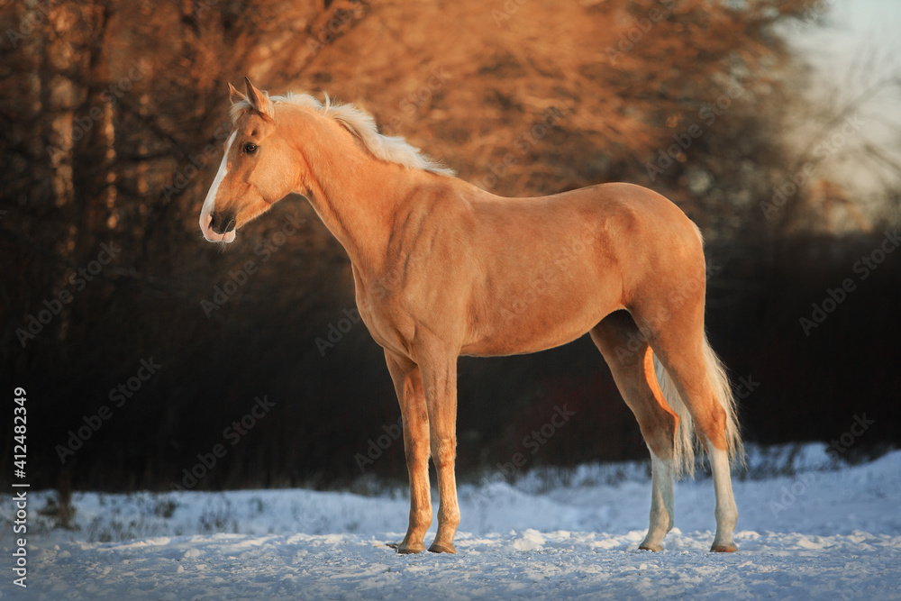 Portrait horse
