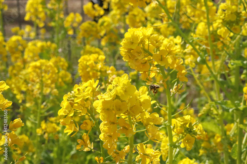 春の風景 美しい菜の花 花畑 鮮やか かわいい 黄色 自然 満開 可憐
