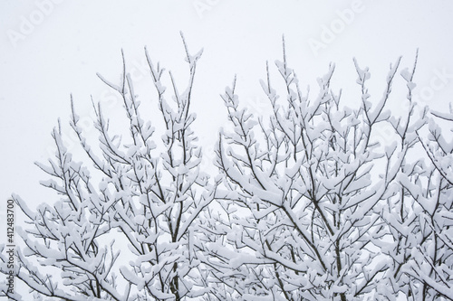 A lot of fresh snow on trees in the morning