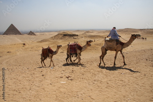Hombre de espaldas montando en un camello y dirigiendo dos más por el desierto de Egipto photo