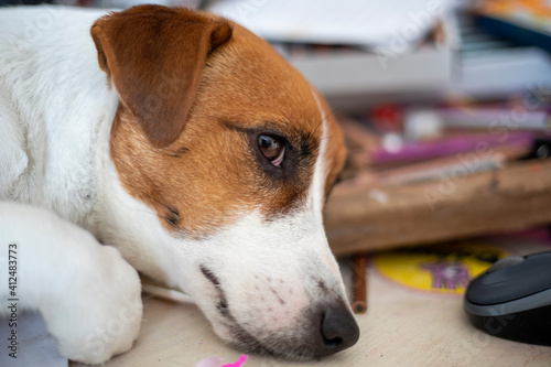 sad jack russell terrier lies on the desktop, lockdown