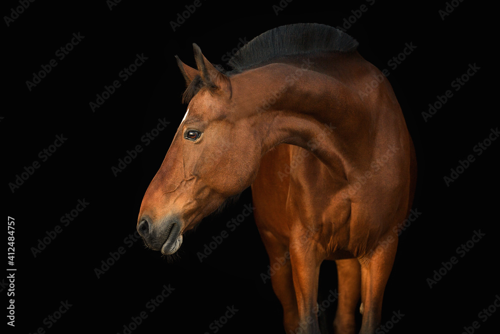 Fototapeta premium Portrait horse black background