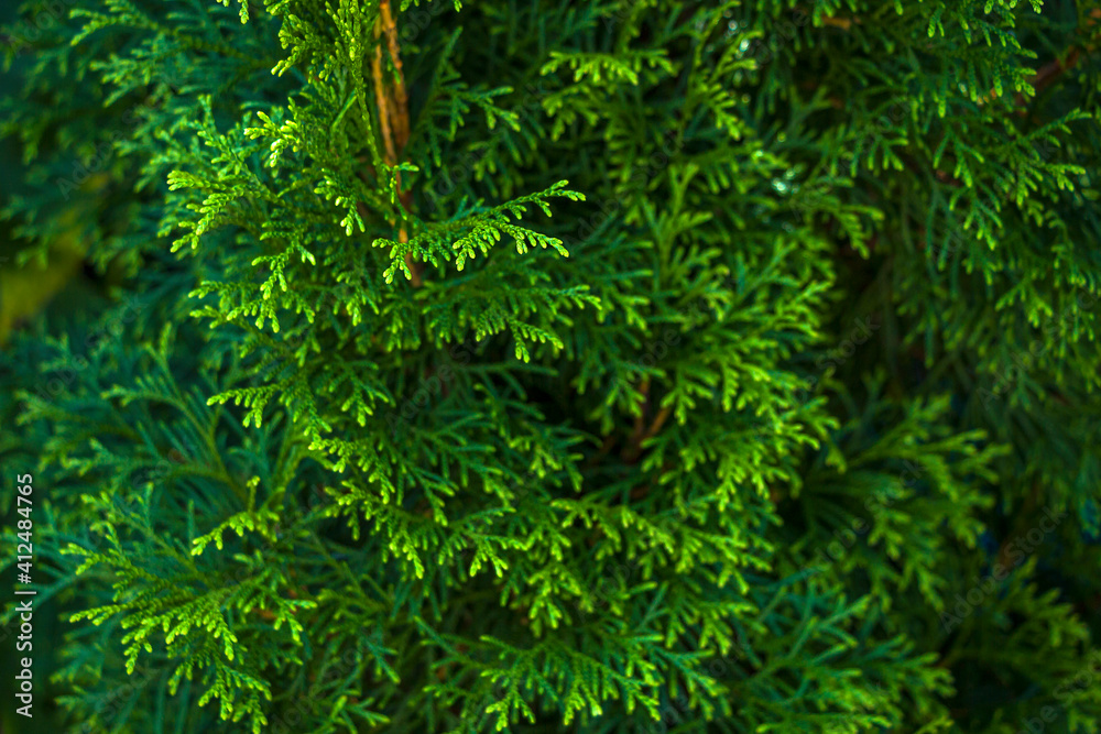 Thuja occidentalis, or living tree. Evergreen coniferous tree in cypress family (Cupressaceae). Platycladus or Biot. Natural background. Thuja occidentalis, or living tree. Evergreen coniferous tree in cypress family (Cupressaceae). Platycladus or Biot. Natural background.