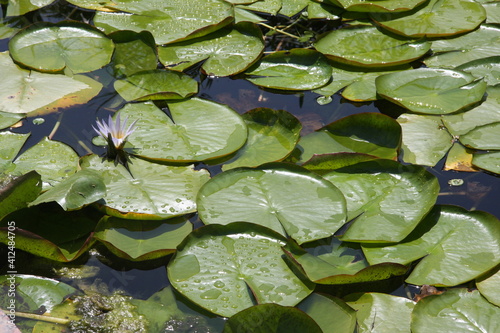 Flores de loto en una fuente
