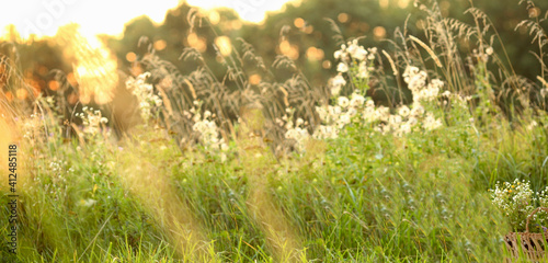 Banner with summer nature background on a sunny day, green grass and sunny boke with blur