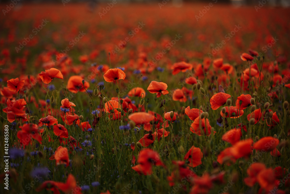 field of poppies at sunset