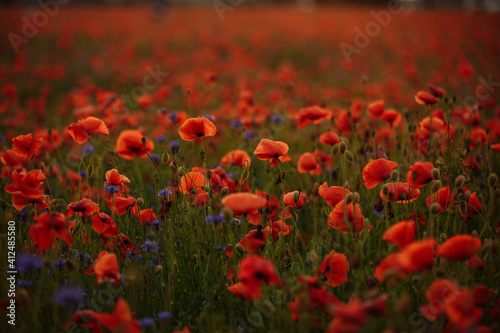 field of poppies at sunset © Andrii