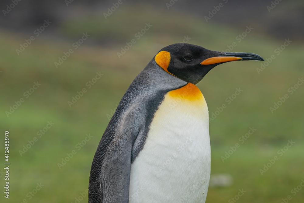 Naklejka premium The King Penguin (Aptenodytes patagonicus)