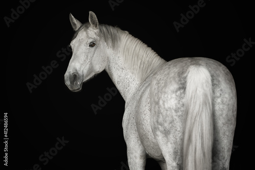Quadro su tela Portrait horse black background