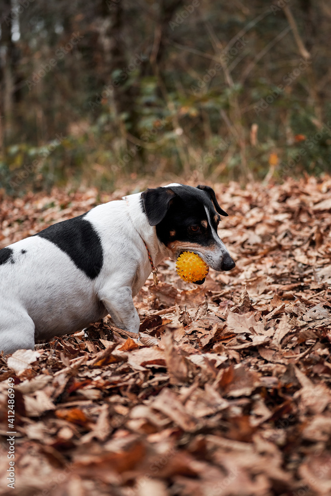 Charming British popular little short legged dog breed. Jack Russell smooth haired walks in forest and nibbles on yellow rubber ball.