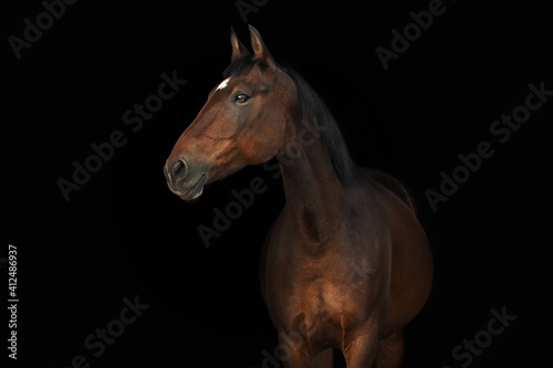 Portrait horse black background © Дарья Ералева