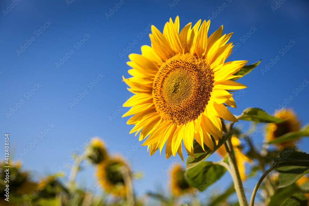 Field of blooming vibrant sunflowers