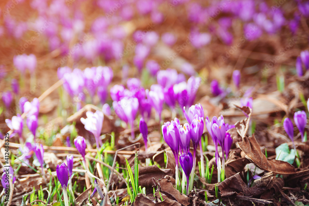 Beautiful purple crocuses in spring time. Spring flowers in the wild nature.
