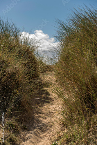 Chemin dans les dunes de sable du Cotentin    Gouville-sur-Mer  Normandie  France