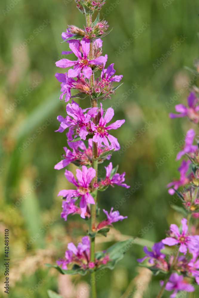 Purple Loosestrife, (Lythrum Salicaria), Spiked Loosestrife or Purple Lythrum, is a flowering plant in the Lythraceae family which is growing in the meadow. Purple Loosestrife, (Lythrum Salicaria), Spiked Loosestrife or Purple Lythrum, is a flowering plant in the Lythraceae family which is growing in the meadow.