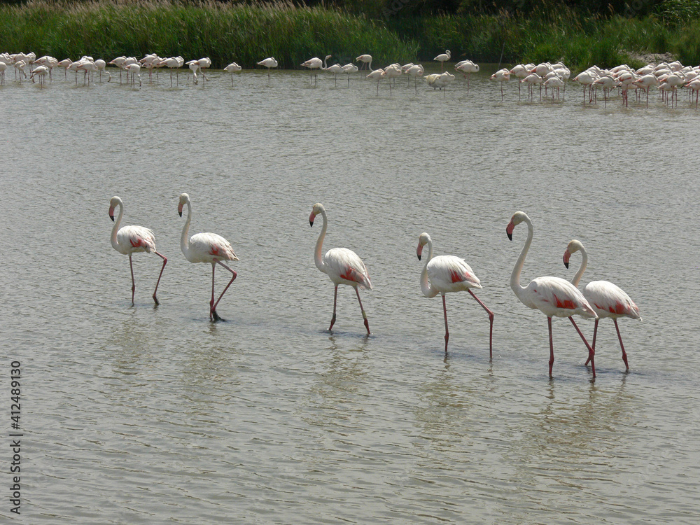 Flamingos walking in a row in the lake